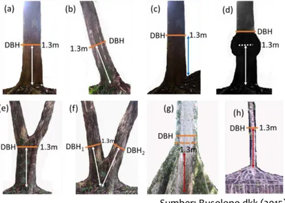 Gambar 5. Pengukuran dbh pada berbagai kondisi pohon  Sumber: Rusolono dkk (2015) 