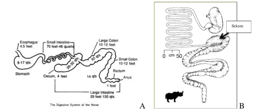 Gambar 21 merupakan salah satu kriteria penting pemilihan kuda sebagai hewan model  untuk aspek kecernaan pada badak jawa