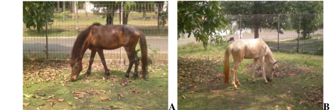 Gambar 22 menampilkan profil kedua ekor kuda jantan  yang digunakan dalam  penelitian  ini  yang  terdiri  dari  kuda  jantan  dewasa  bernama  Garuda  dan  kuda  jantan  muda  bernama  Elang.Untuk  menyesuaikan  dengan  ketersediaan  data  perilaku  pada 