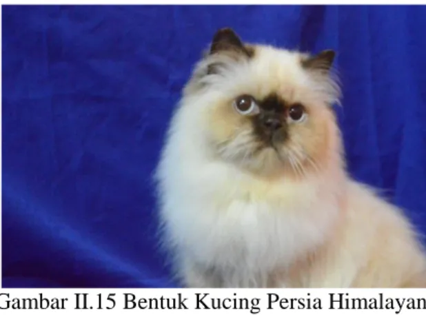 Gambar II.16 Bentuk Kucing Persia Flatnose Sumber: Dokumen Pribadi 