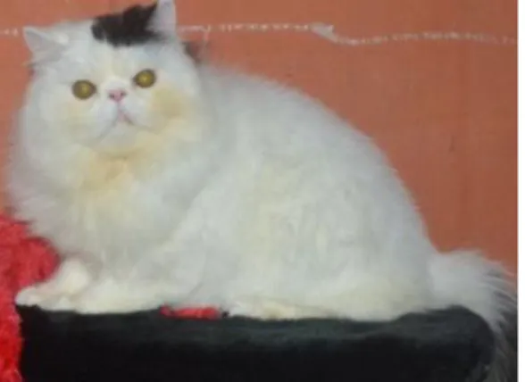 Gambar II.5 Bentuk Kucing Persia Longhair  Sumber: Dokumen Pribadi 