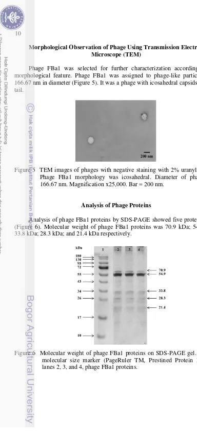 Figure 6  Molecular weight of phage FBa1 proteins on SDS-PAGE gel. Lane 1, molecular size marker (PageRuler TM, Prestined Protein Ladder); lanes 2, 3, and 4, phage FBa1 proteins