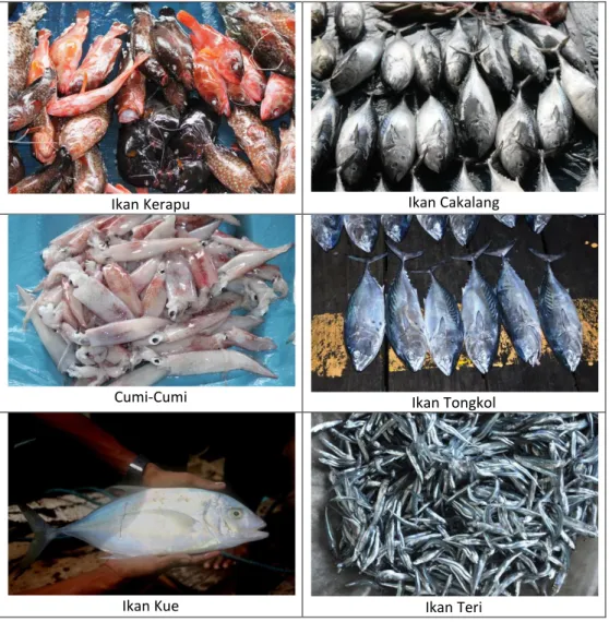 Gambar 4  Jenis Ikan Hasil Tangkapan Nelayan  5.5.2  Budidaya Laut (Mariculture) 