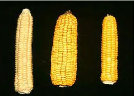Gambar 1. Bentuk jagung dari beberapa jenis jagung: kiri ke kanan: flint,   dent, dan yellow flour
