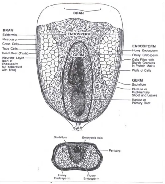 Gambar 2. Struktur biji jagung (Johnson, 1991). 