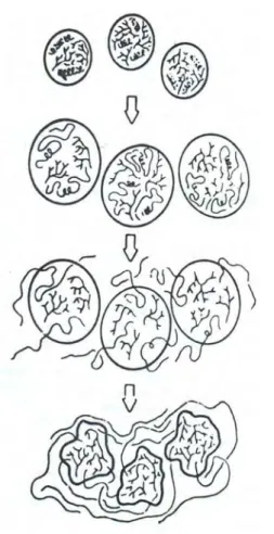Gambar 3. Mekanisme gelatinisasi pati (Harper, 1981)  Granula pati tersusun  dari amilosa (berpilin) dan amilopektin (bercabang)