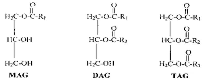 Gambar 5  Struktur molekul Monodiasilgliserol (MAG), Diasilgliserol (DAG) dan                     Triasilgliserol (TAG)(Hassenhuettl 1997) 