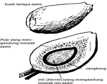 Gambar 1  Bagian-bagian buah kelapa sawit (FAO, 2006) 