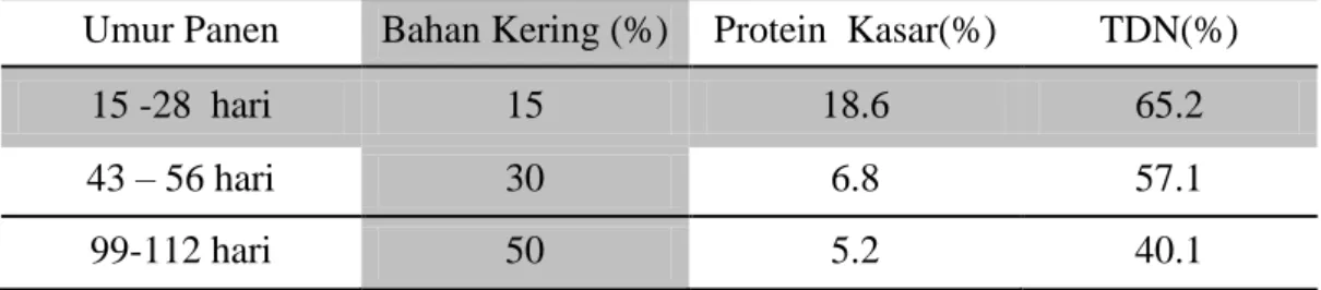 Tabel  2. Kandungan  Nutrisi Jerami Jagung pada Berbagai Umur Panen  Umur Panen  Bahan Kering (%)  Protein  Kasar(%)  TDN(%) 