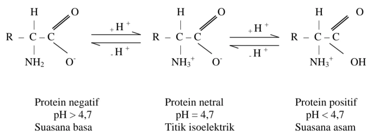 Gambar 2.1. Protein Dipolar            H   O |   R  –  C – C  |          NH2O-            H   O |   R  –  C – C  |          NH3+O-             H    O |   R  –  C – C  |          NH3+OH+ H + - H ++ H + - H +