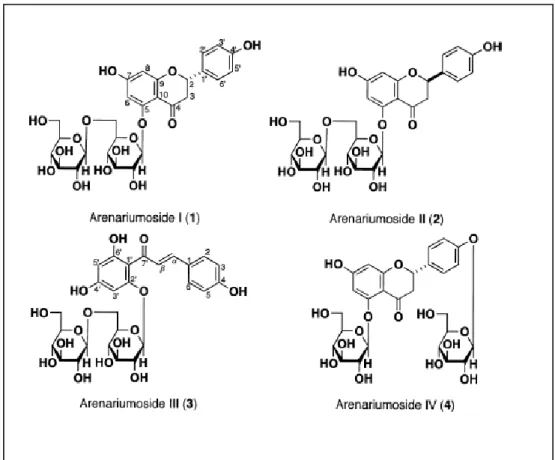 Gambar 3.  Senyawa-senyawa  Flavon  dan  Kalkon  Glikosida  dari  Helichrysum  arenarium,  yang  memiliki  Aktivitas  menghambat  TNF-    pada  Sel   L929