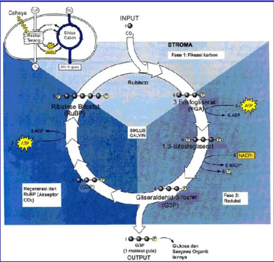 Gambar 4.   Diagram Siklus Calvin 