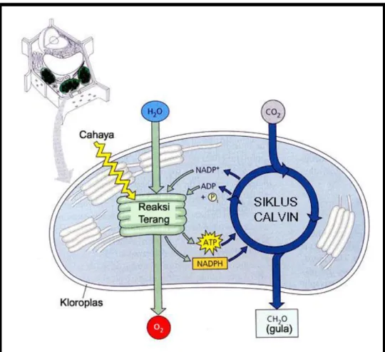 Gambar 5. Diagram Alur Ikhtisar Fotosintesis : Kerjasama antara                     Reaksi Terang dengan Siklus Calvin