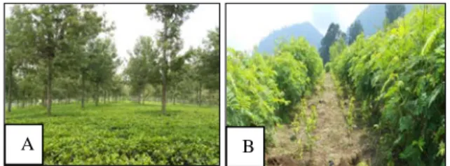 Gambar 1. (A) Pohon  pelindung tetap Grevillea  robusta dan (B) pelindung sementara  Tephrosia sp