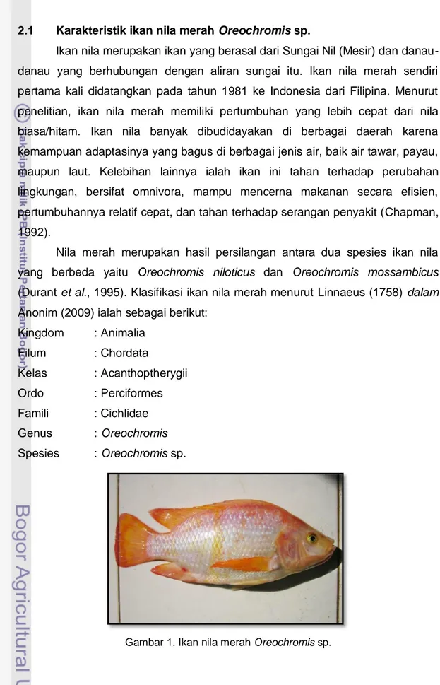 Gambar 1. Ikan nila merah Oreochromis sp. 