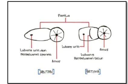 Gambar 2. Perbedaan urogenital ikan nila merah jantan dan betina