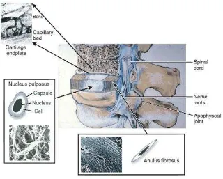 Gambar 7. Anatomi diskus intervertebralis beserta dengan komponen 