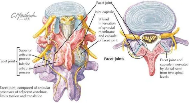 Gambar 10. Anatomi Facet Joints dan struktur di sekitarnya 
