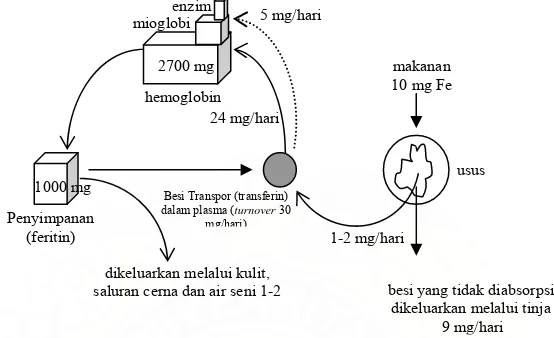 Gambar 2.2 Kinetika Besi Harian (http://sickle.bwh.harvard.edu/iron_transport. 