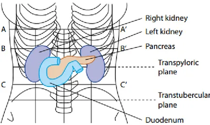 Gambar 2.1 Letak pankreas didalam tubuh manusia (Lu &amp; Brady, 2011) 
