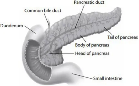 Gambar 2.2 Bagian-bagian Pankreas (Lu &amp; Brady, 2011) 