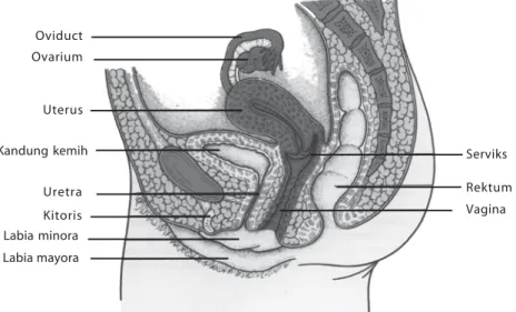 Gambar 9.2 Organ reproduksi wanita