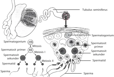 Gambar 9.3 Spermatogenesis