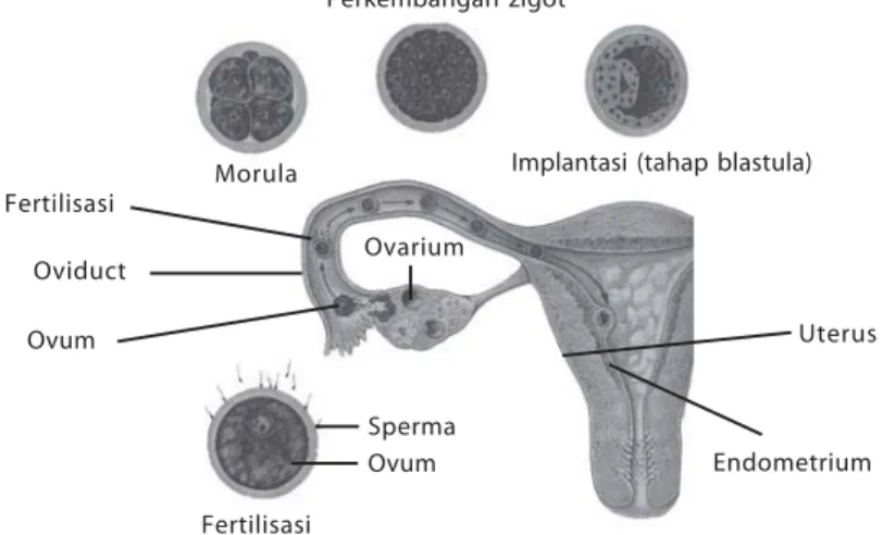 Gambar 9.7 Fertilisasi terjadi di tuba Fallopi