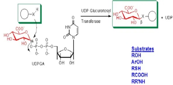 Gambar 6. Reaksi glukuronidasi (Setyawati, 2011) 