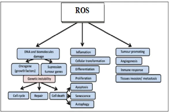 Gambar 9. Peran ROS (Reactive oxygen spesies) pada proses karsinogenesis (Arrabal et al.,  2013) 