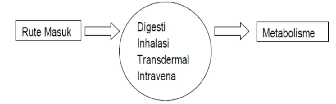 Gambar 1. Skema ilustrasi masuknya senyawa asing ke dalam tubuh (Setyawati, 2011)  Kelas utama xenobiotik antara lain obat-obatan, karsinogen kimiawi dan beragam  senyawa lainnya seperti polychlorinated biphenyls (PCBs) dan insektisida tertentu