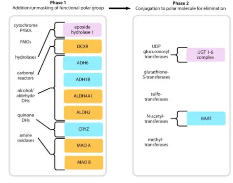 Gambar 2. Golongan enzim yang terlibat dalam metabolisme xenobiotik (Setyawati, 2011) 