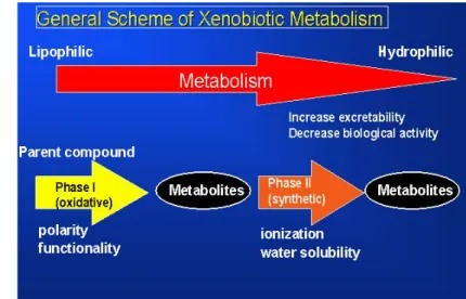 Gambar 3. Intisari skematis metabolisme xenobiotik (Setyawati, 2011) 