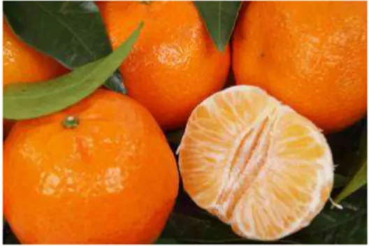 Gambar 1. Jeruk mandarin (Anonim, 2012) 