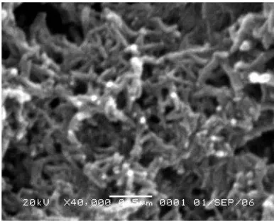 Gambar 3B Permukaan nanoserat polianilin, Maddu (2008) 
