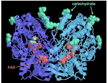 Gambar 10 struktur 3D Glukosa Oksidase                                          (sumber: pdb.org) 