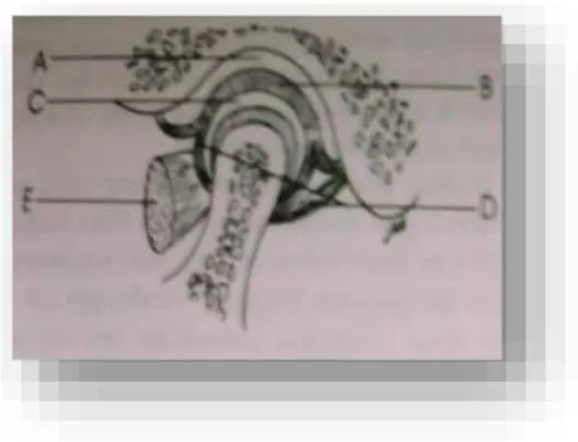 Gambar 3.  Diagram sagital sendi temporomandibula, yang memperlihatkan rongga  sendi superior (A), meniscus (B), rongga sendi inferior (C), capsula (D), dan musculus  pterygoideus lateralis superior (E) 