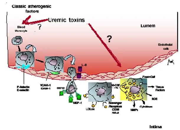 Gambar  2.4Peranan    uremia    pada  disfungsi  endotel  (Stinghen  dan  Pecoits-Filho, 2007)