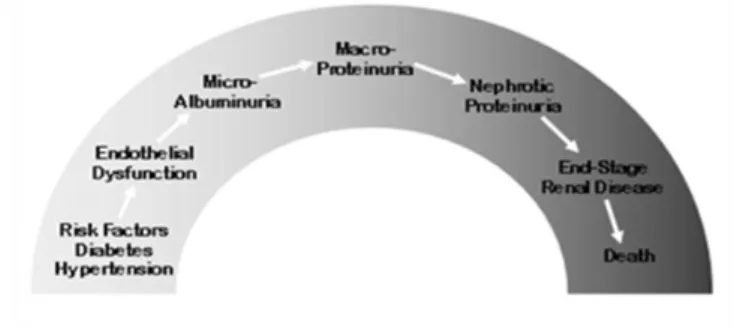 Gambar 2.7Renal Continum (Tabaei, 2005). 