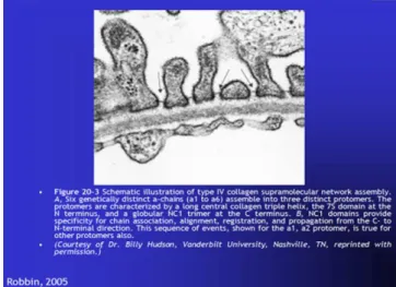 Gambar 2.8Ilustrasi skematik dari collagen type IV (Robbin, 2005). 