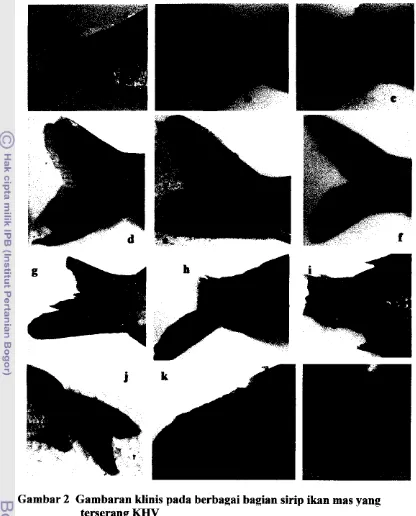 Gambar 2 Gambaran klinis pada berbagai bagian sirip ikan mas vang 