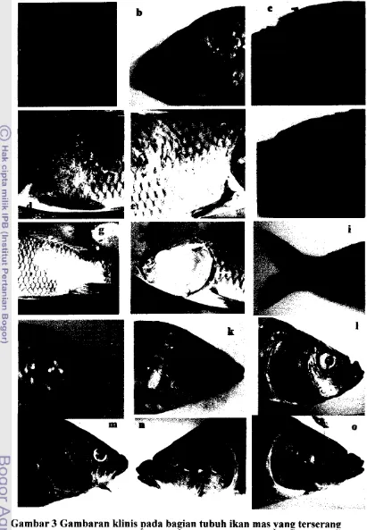 Gambar 3 Gambaran klinis pada bagian tubuh ikan mas vans terserane 