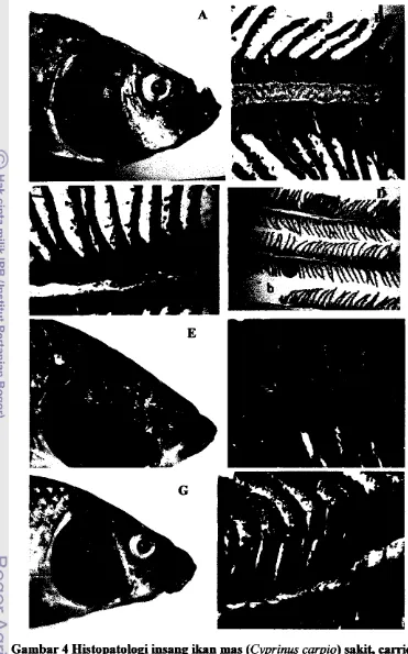 Gambar 4 Hitopatologi insang ikan mas (Cyprirms c q i o )  sakit, carrier- 