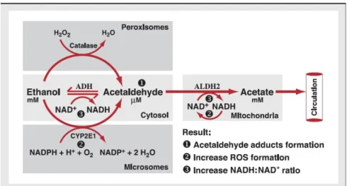 Gambar 2. Metabolisme Alkohol (Zakhari 2006) 