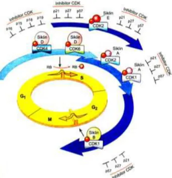 Gambar 3. Peran cyclin dependent kinase pada siklus sel  (Robin &amp; Cotran, 2007) 