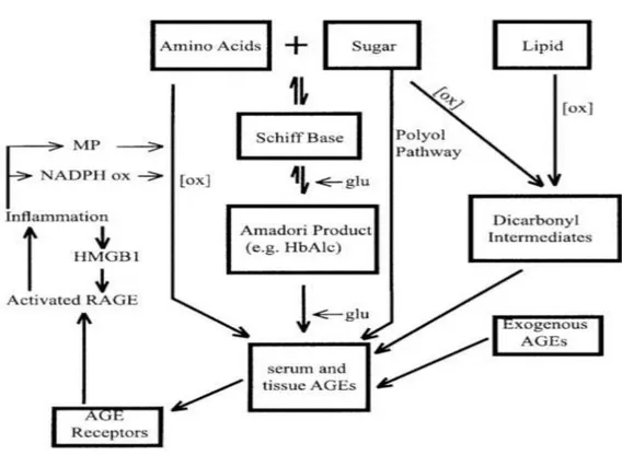 Gambar 2.1. Mekanisme pembentukan AGE (Huebschmann et al., 2006). 