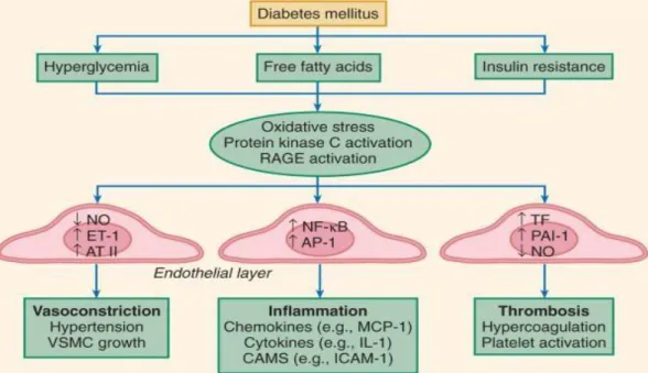 Gambar 2.3 Disfungsi endotel pada diabetes mellitus (Beckman et al., 2008). 
