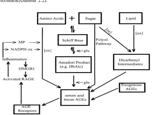 Gambar 2.2.  Mekanisme pembentukan AGE  (dikutip dari  Huebschmann  et  al., 2006). 