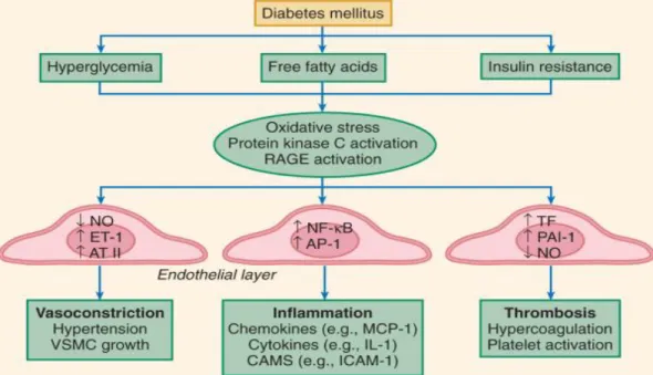 Gambar  2.4. Disfungsi  endotel  pada  diabetes  mellitus  (dikutip  dari  Beckman et al., 2008)