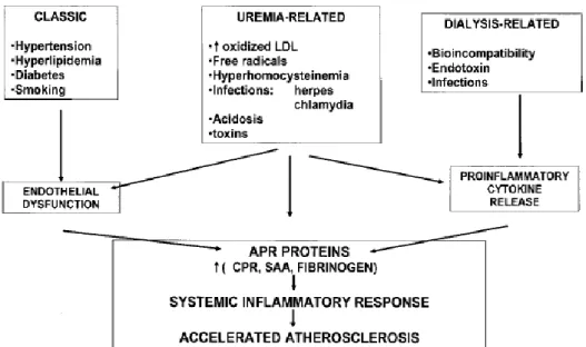 Gambar  2.7.  Faktor-faktor  risiko  terhadap  atherosklerosis  pada  keadaan  uremia  dan  dialisis  (diadaptasi  dari  Santoro  dan  Mancini,  2002)